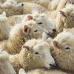 Какая нормальная температура тела у овец и что вызывает отклонения
