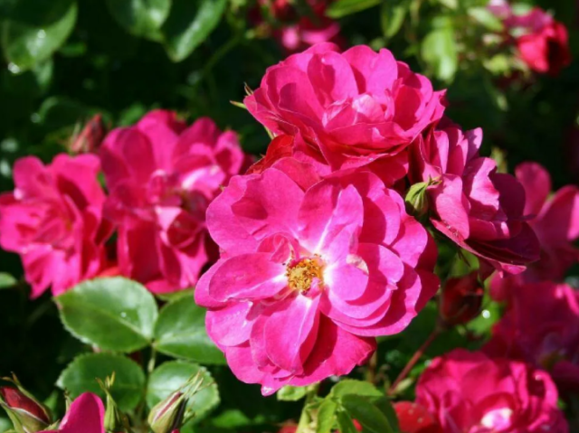 Канадская плетистая роза Джон Кэбот (John Cabot): фото, описание, отзывы