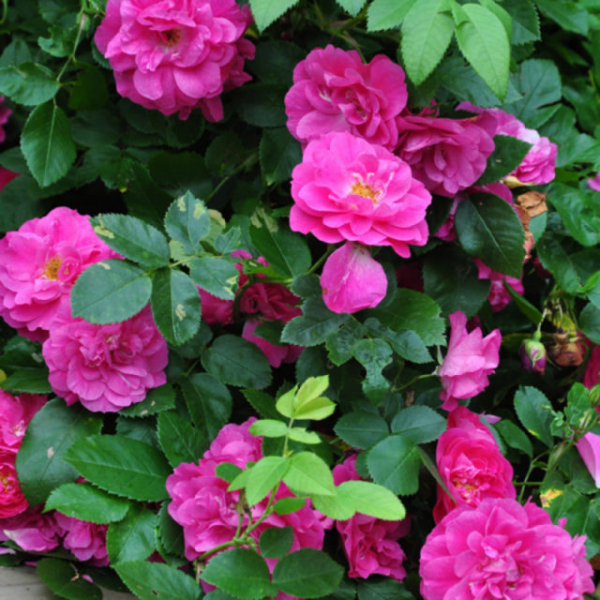 Канадская плетистая роза Джон Кэбот (John Cabot): фото, описание, отзывы