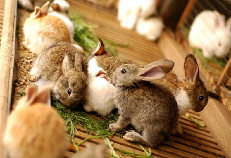 Когда и в каком возрасте можно отделять кроликов от крольчат и правила