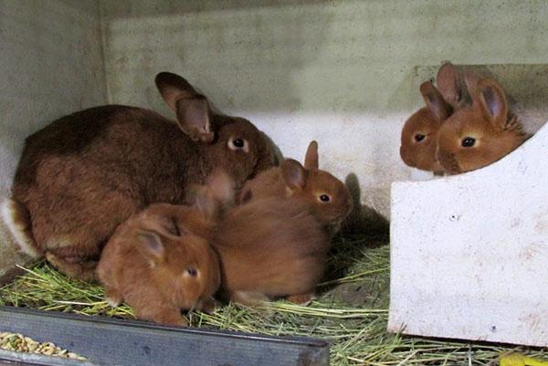 Когда и в каком возрасте можно отделять кроликов от крольчат и правила