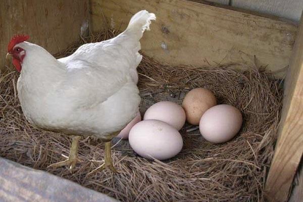 Когда куры начинают нести яйца в домашних условиях и продолжительность яйценоскости