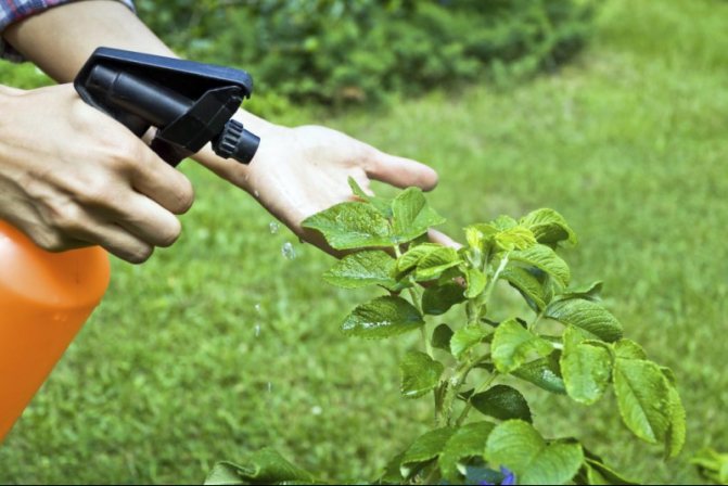 Когда обрабатывать растения Хорусом — инструкция по применению и отзывы о фунгицидах