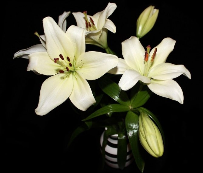 Комнатная лилия — цветок в горшке, уход в домашних условиях
