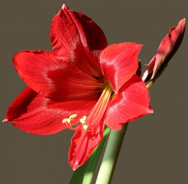 Комнатная лилия — цветок в горшке, уход в домашних условиях