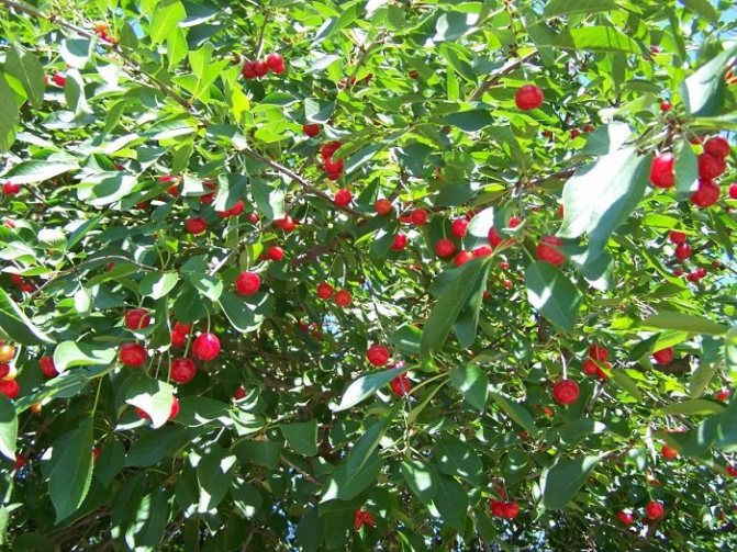 Рост вишневого корня: как избавиться химией и народными средствами