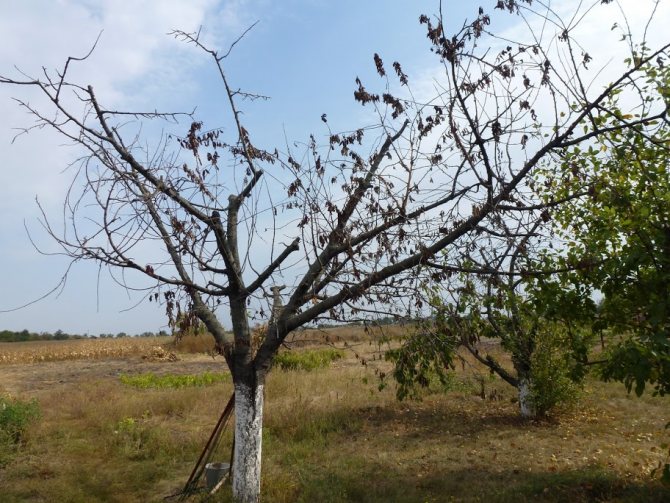 Рост вишневого корня: как избавиться химией и народными средствами