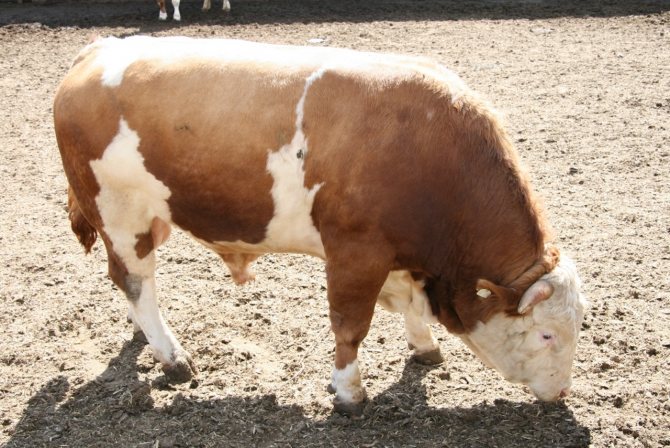 Симментальские коровы - характеристика симменталов, достоинства и недостатки, фото