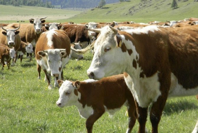 Симментальские коровы - характеристика симменталов, достоинства и недостатки, фото