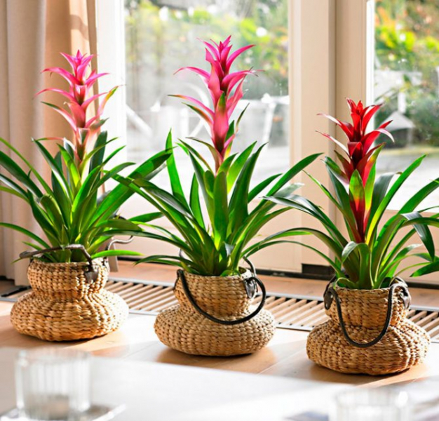Красиво и неприхотливо — самые популярные вьющиеся растения в квартире