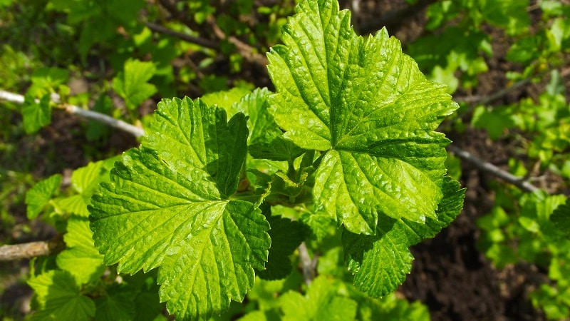 Лечебные свойства листьев черной смородины и противопоказания, польза и вред