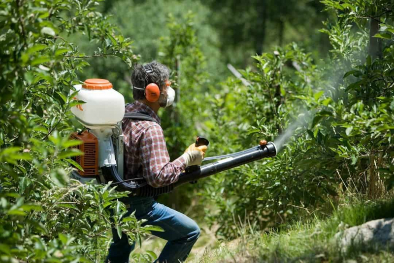 Скручивание листьев на яблоне: в чем проблема и как с ней бороться