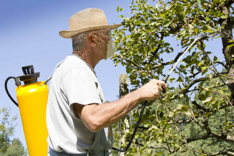 Скручивание листьев на яблоне: в чем проблема и как с ней бороться