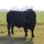 Лучшие породы мраморных коров и тонкости выращивания, преимущества и недостатки мяса
