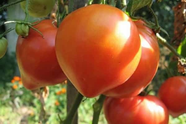 Лучшие сорта томатов для Забайкалья, как и когда сажать на рассаду и выращивать