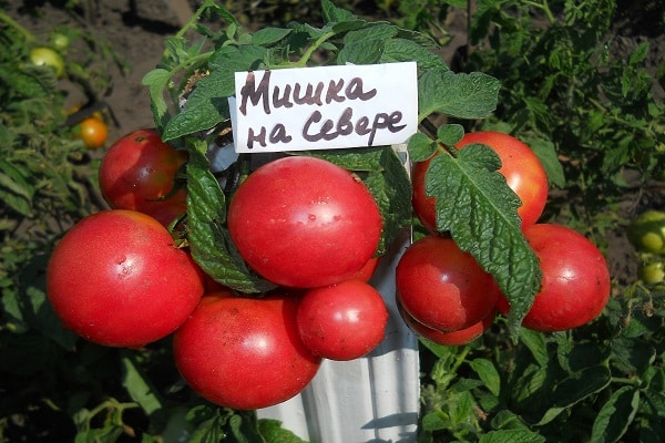 Лучшие сорта семян самоопыляемых томатов для теплиц и открытого грунта