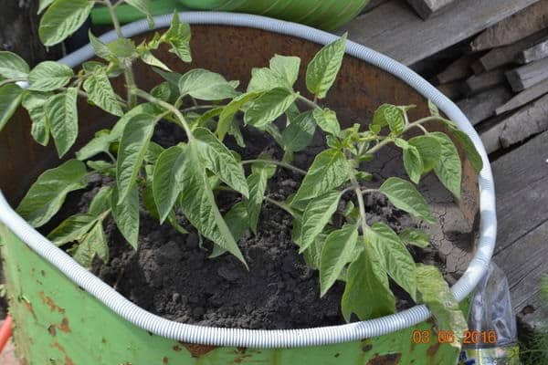 Лучшие сорта томатов для открытого грунта в Нижегородской области