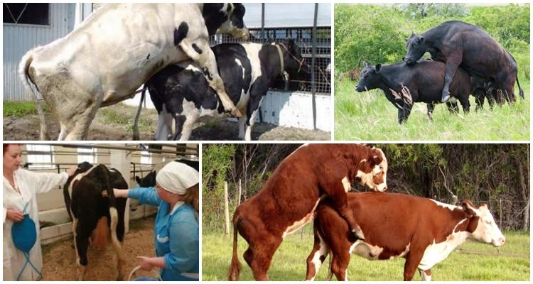 Лучший возраст коров для случки и возможные проблемы с осеменением