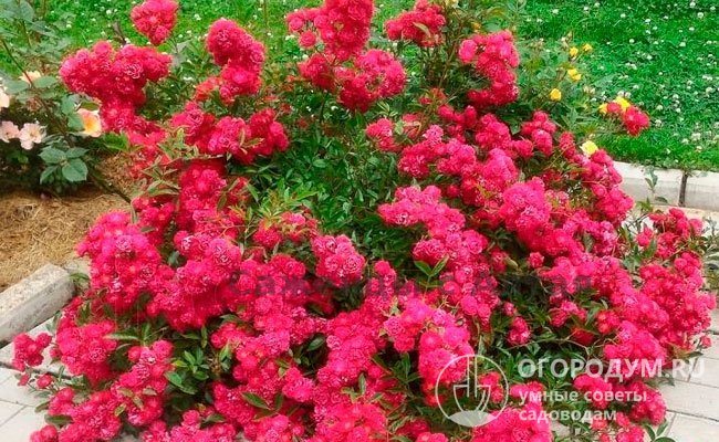 Мой любимый сорт полиантовых роз 'Фейри' (The Fairy, Feerie, Perle Rose)