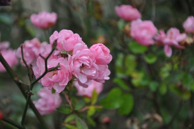 Мой любимый сорт полиантовых роз 'Фейри' (The Fairy, Feerie, Perle Rose)