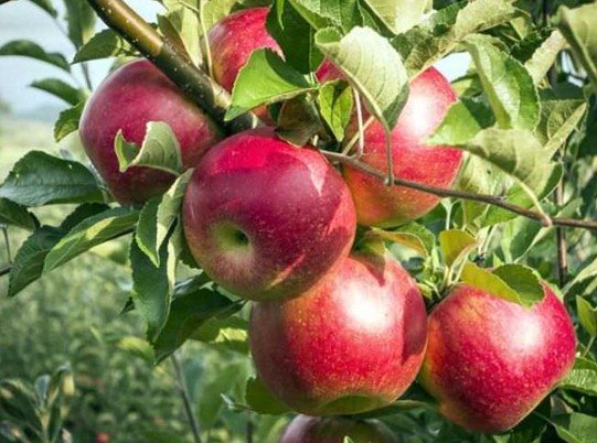 Морозостойкая яблоня Беркутовское — отличный выбор для загородного сада