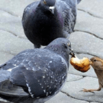 Можно ли кормить голубей горохом, польза и вред продукта и как дополнить корм