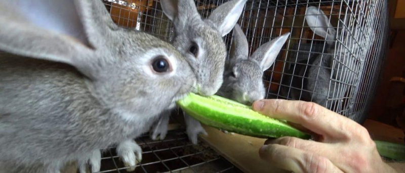 Можно ли и как давать кабачки кроликам, противопоказания и вред