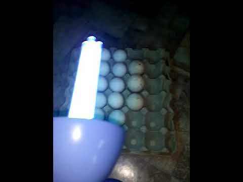 Можно ли мыть яйца перед помещением в инкубатор, чем перерабатывать в домашних условиях