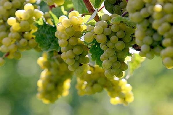 Можно ли вырастить виноград из косточек в домашних условиях и как за ним ухаживать