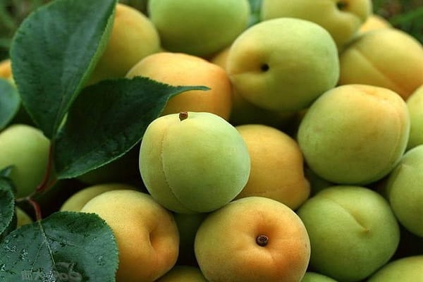 Наиболее распространенные причины, почему абрикос может сбрасывать зеленые плоды, и как с этим бороться