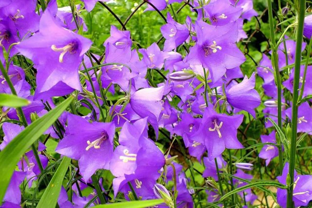 Названия и особенности комнатных растений с лиловыми цветками