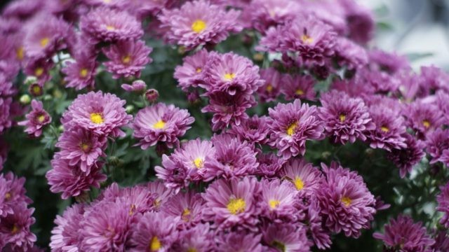 Названия и особенности комнатных растений с лиловыми цветками