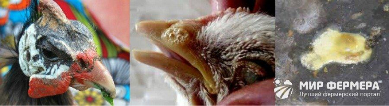 Названия и симптомы болезней цесарок, от которых погибают птицы и профилактика