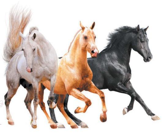 Названия существующих мастей лошадей, какие они бывают и список мастей