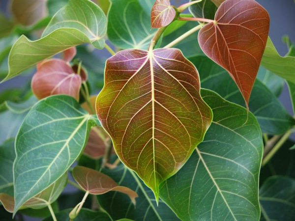 Неприхотливый рядовой фикус каучуконосный с крупными пестрыми листьями — «Белиз»