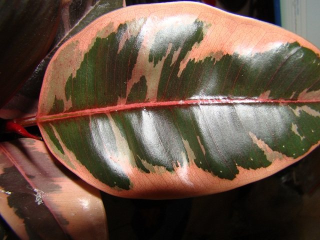 Неприхотливый рядовой фикус каучуконосный с крупными пестрыми листьями — «Белиз»