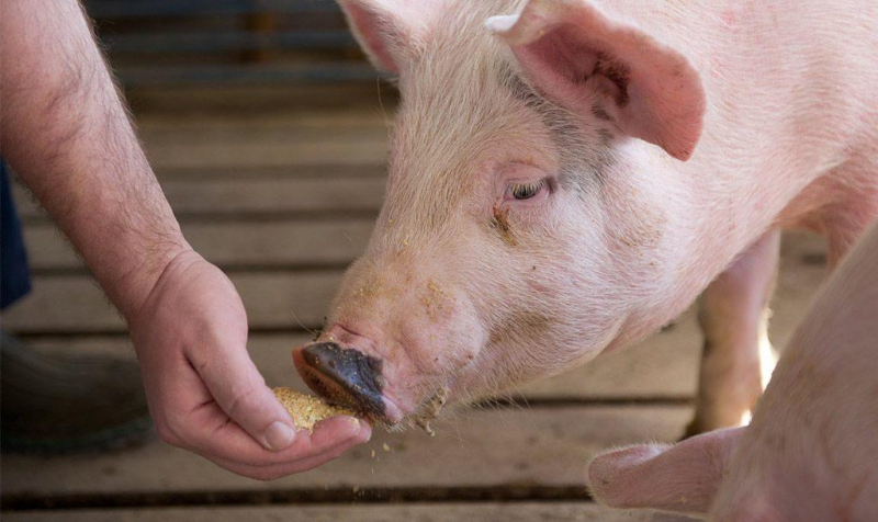 Частота и причины лихорадки у свиней, как измерить и чем лечить