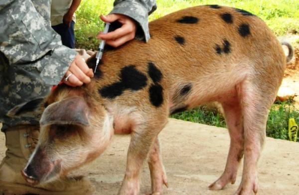 Частота и причины лихорадки у свиней, как измерить и чем лечить