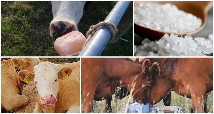 Нормы суточного потребления соли для крупного рогатого скота на что необходимо