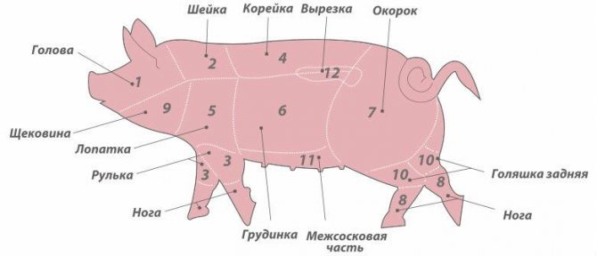 О том, сколько весит свинья (таблица измерения веса свиней по размерам)