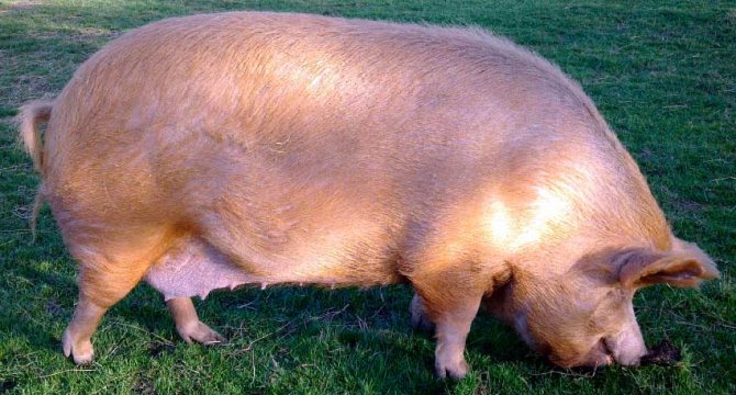 О том, сколько весит свинья (таблица измерения веса свиней по размерам)