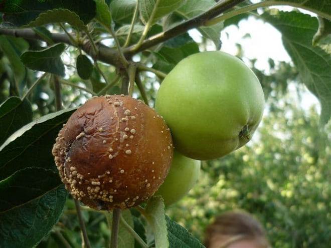 обработка яблонь осенью от болезней и вредителей обязательна для любого сада
