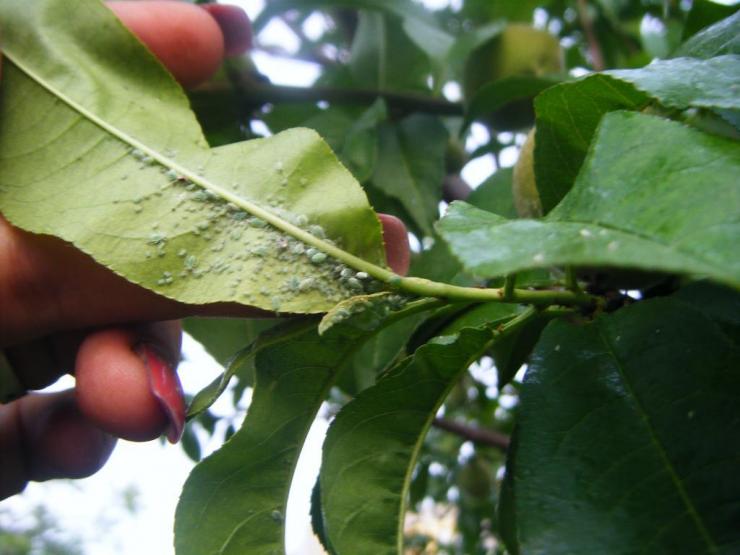 обработка яблонь осенью от болезней и вредителей обязательна для любого сада
