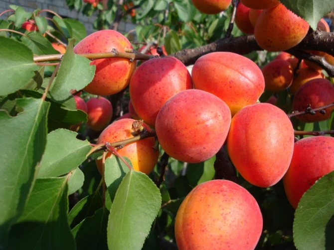 Обрезка абрикоса осенью – схемы и советы новичкам