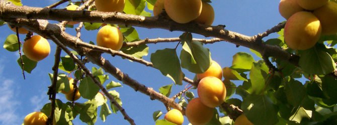 Обрезка абрикоса осенью – схемы и советы новичкам