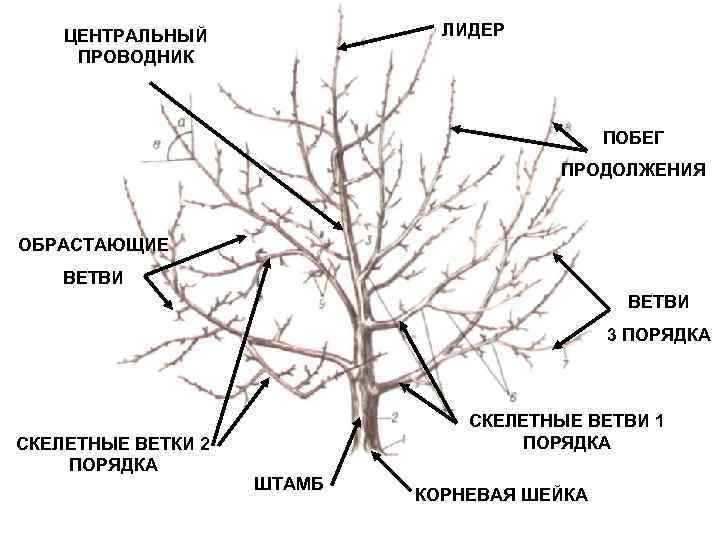 Как обрезать абрикос весной для начинающих схемы с подробным описанием