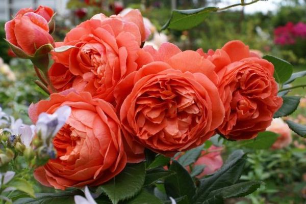Обзор 8 лучших сортов плетистых роз. Рейтинг на основе отзывов пользователей