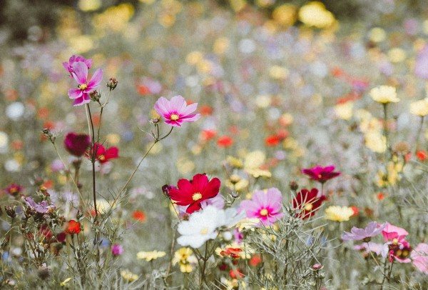 Однолетние самосева: лучшие однолетние цветы для самосева