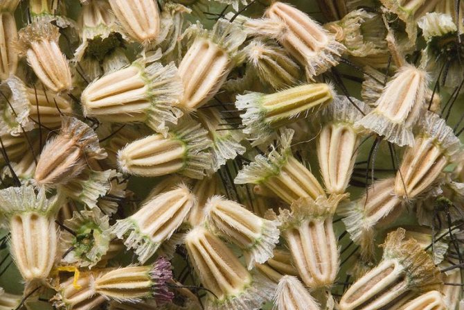 Описание 20 лучших сортов многолетней скабиозы, которые выращивают из семян