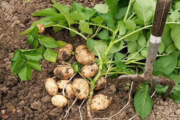 Описание альтернариоза картофеля, лечение и основные меры борьбы с болезнью